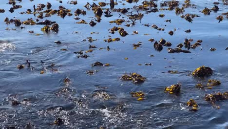 a bed of seaweed moving on the tide