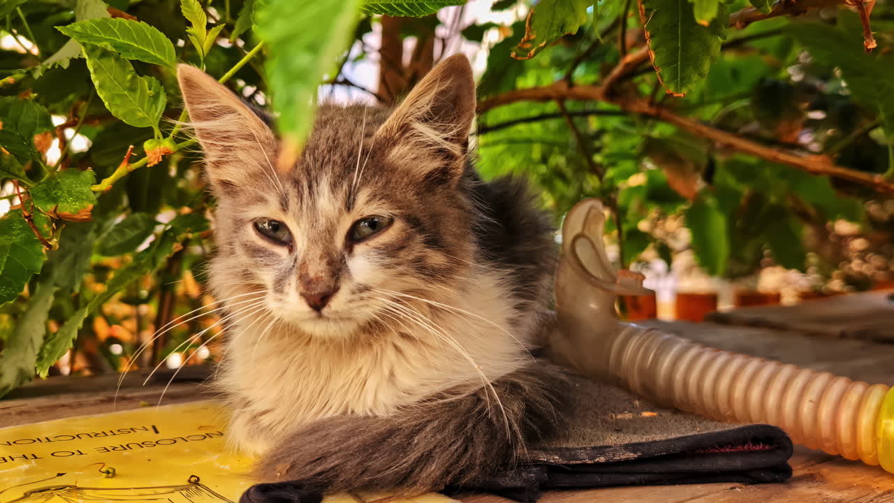 Young, relaxed tabby cat lying on a surface shaded by lush green foliage in Egypt