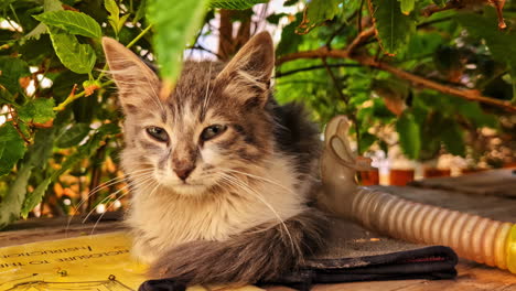 young, relaxed tabby cat lying on a surface shaded by lush green foliage in egypt