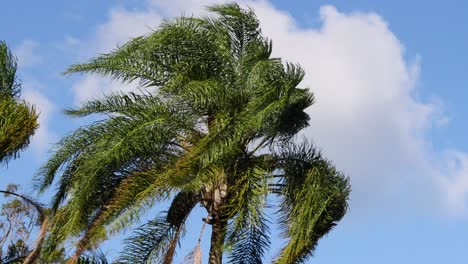 palm trees moving gently under a blue sky