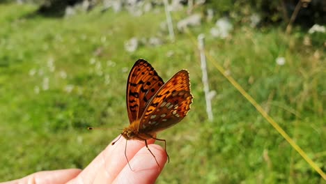 impresionante mariposa roja sentada en los dedos de una niña