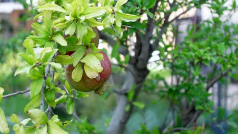 pomegranate tree with ripe fruit