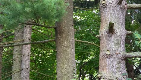 boom capture of large pines detail