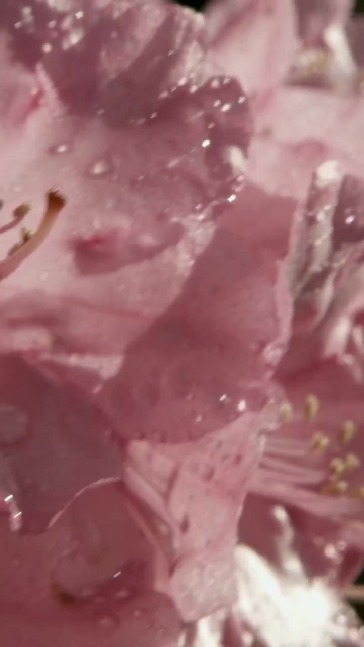 Primo piano di petali di fiori rosa con goccioline d'acqua alla luce naturale del sole all'aperto