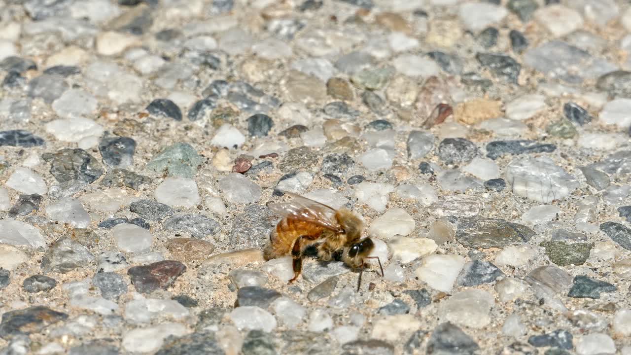 Close-up of a Bee on the Ground