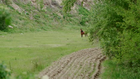 wild brown horse walking across a grass field in slow motion