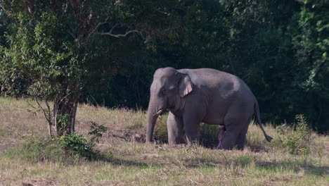 Mirando-Hacia-La-Izquierda-Debajo-Del-árbol-Mientras-Mueve-Su-Trompa-Y-Sus-Genitales-Masculinos-Extendidos,-Elefante-Indio-Elephas-Maximus-Indicus,-Tailandia