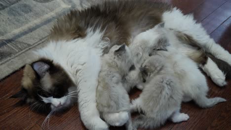 breath-feeding--ragdoll-cat-mom-feeding-kittens