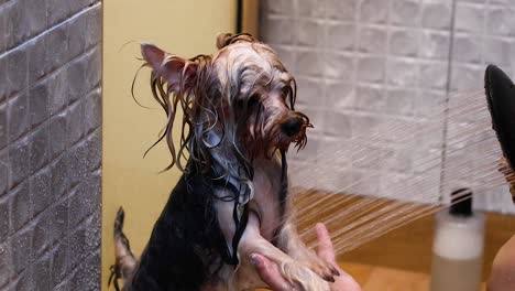 un perro siendo bañado y aseado