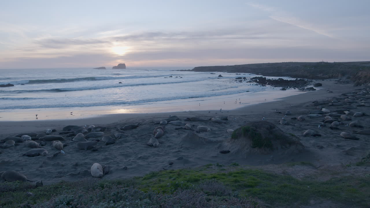 toma panorámica de elefantes marinos tendidos en la playa con puesta de sol en el fondo ubicado en la playa de elefantes marinos vista point