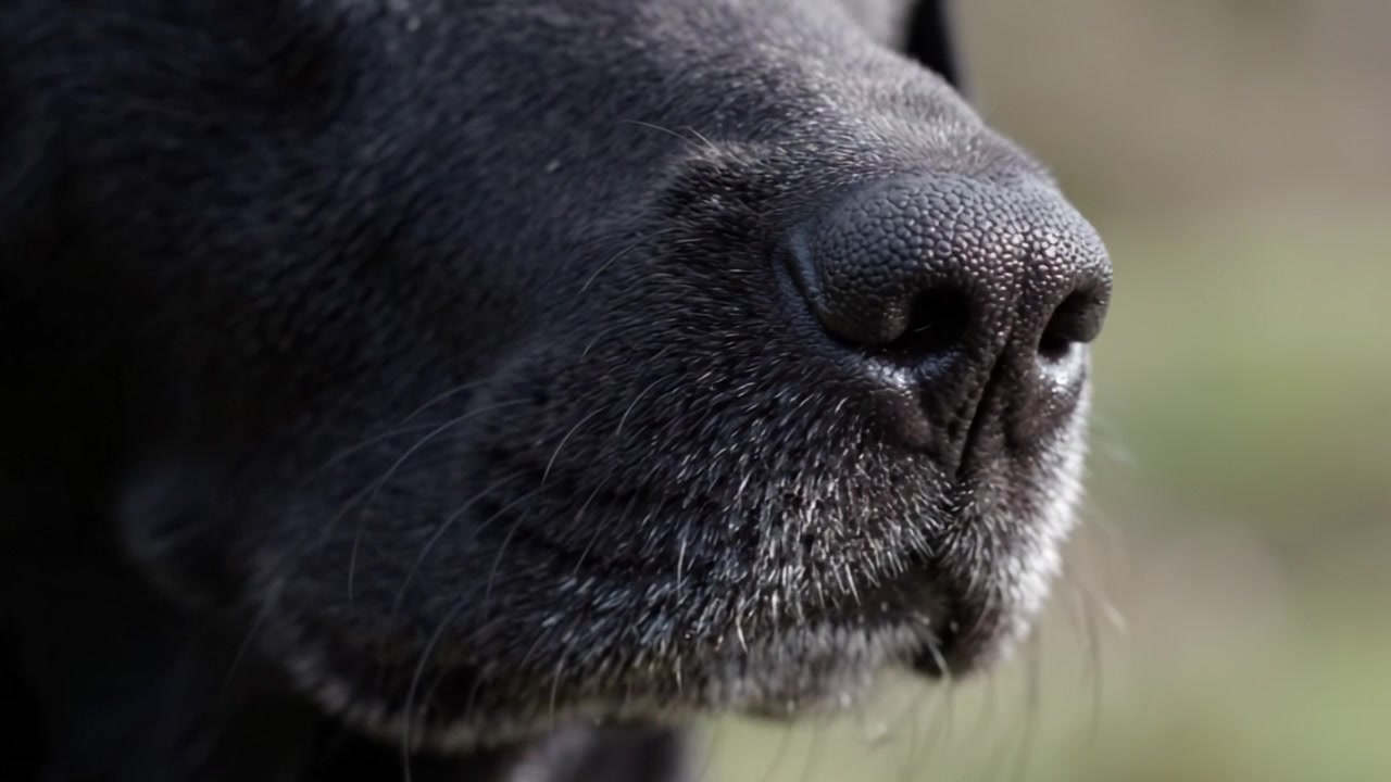 Primer plano del hocico de un Labrador Retriever destacando texturas y características, mostrando sus rasgos únicos con luz natural