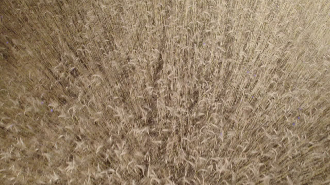 vuelo de drones sobre hierba de trigo marrón seca en campo de trigo