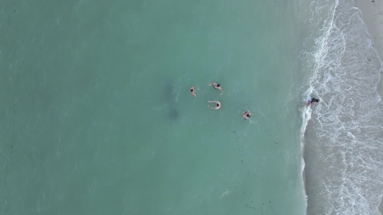 Aerea: Grande lamantino nuota inosservato tra le persone in acque torbide della spiaggia.