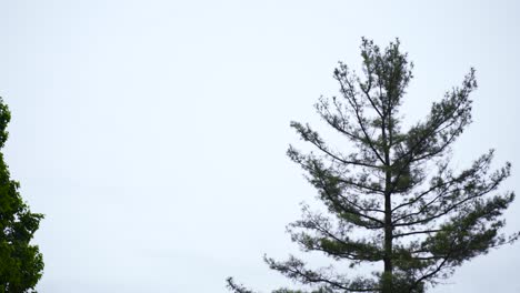 Pan-of-the-tops-of-trees-blowing-in-the-wind