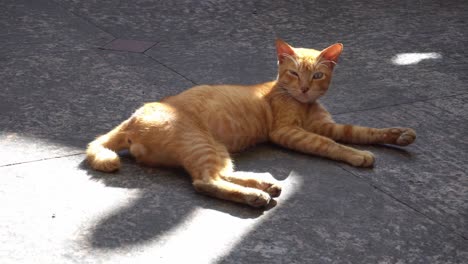 Un-Gato-Sentado-En-El-Suelo-Con-La-Luz-Del-Sol