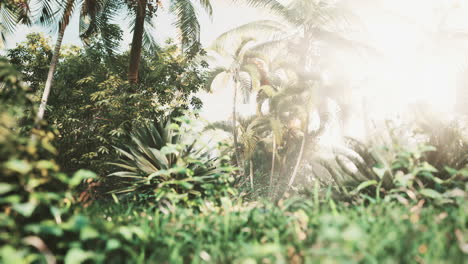 tropical garden with palm trees in sun rays