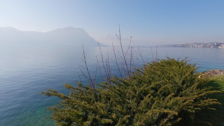 Piante in primo piano con panorama montano e lacustre del Lago di Lucerna in Svizzera.