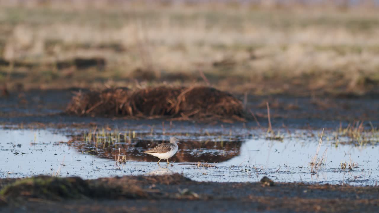 Commong greenshank feeding in wetland during spring migration
