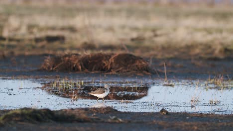 commong greenshank feeding in wetland during spring migration