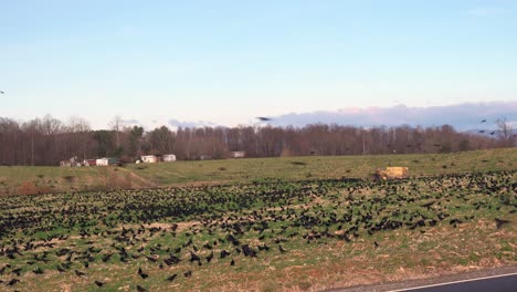 decenas de miles de pájaros negros en un campo con edificios agrícolas en el fondo, muchos deambulando y luego algo hace que los pájaros despeguen en un enjambre y rodeen el campo
