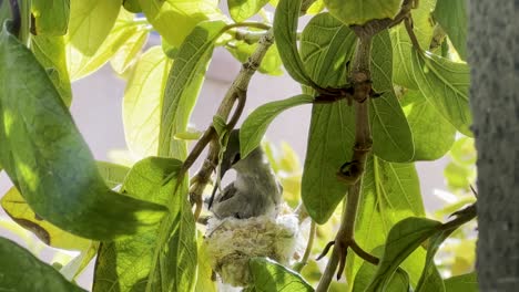 Aufnahme-Eines-Kolibris,-Der-Sein-Nest-Vorbereitet