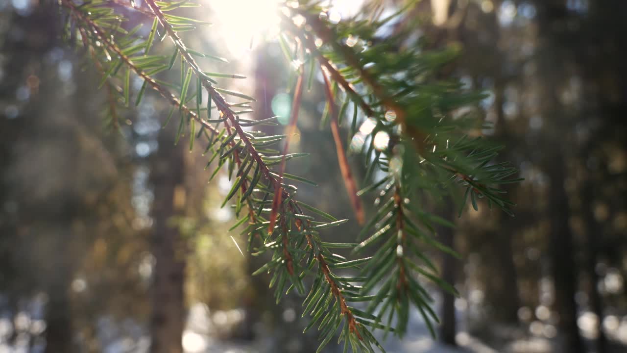 Close up of pine tree during sunrice in forest