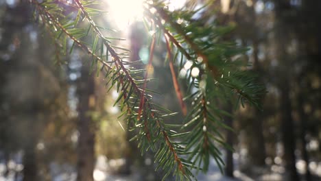 Close-up-of-pine-tree-during-sunrice-in-forest