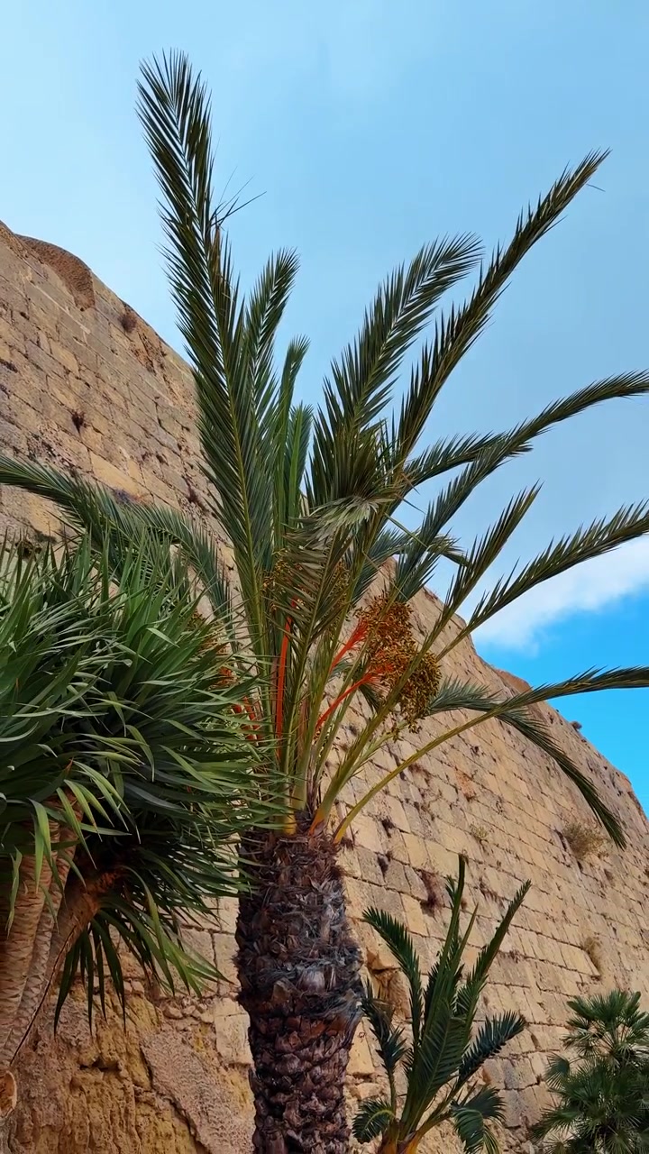 Grande palmeira contra o fundo de uma antiga muralha de fortaleza de pedra. Imagem vertical de uma alta tamareira crescendo ao lado de uma histórica muralha de fortificação de arenito em Alicante.