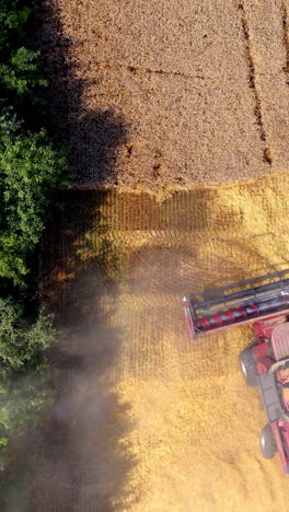 modern combine harvester cutting ripe spikelets of wheat. agriculture machine gathering dry crop on the edge of the field. top aerial view. vertical video