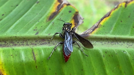 injured wasp crawling across banana tree leaf using antenna to feel around