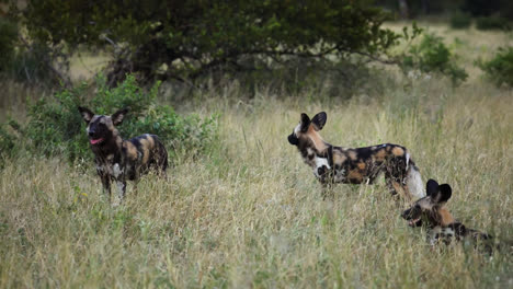 three african wild dogs in the grassland