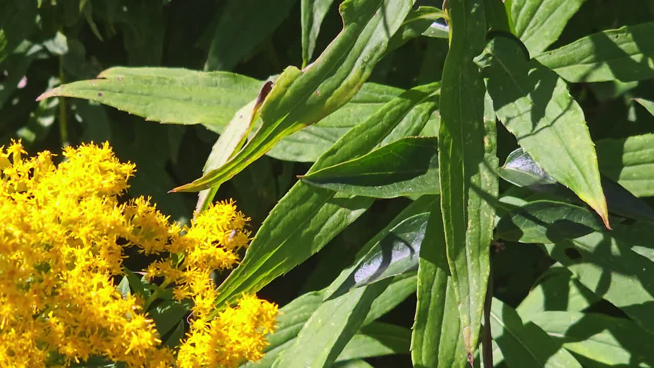 un abejorro vuela sobre una flor de vara dorada buscando miel