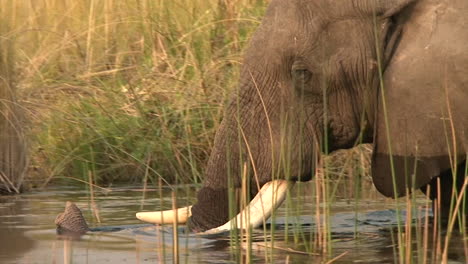 close-up of elephant head while walking through water, side view with trunk sticking out of water for breathing, water partly covering tusks, reed in foreground and background