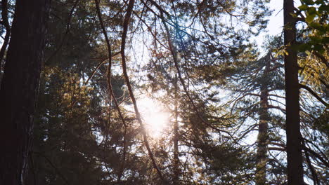 Sunlight-Rays-Shine-Through-Tree-Trunks-Branches-and