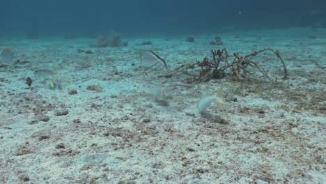 Einige-Gelbe-Meerbarben-Schwimmen-Nahe-Am-Boden-Und-Suchen-Nach-Nahrung