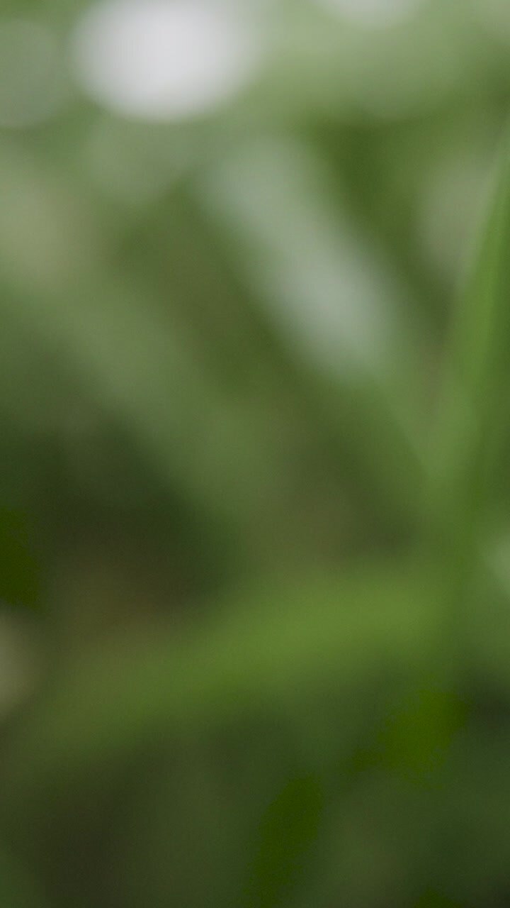 Vertical Video Close Up Of Rain Droplets On Grass And Plant Leaves 2