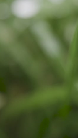 Vertical-Video-Close-Up-Of-Rain-Droplets-On-Grass-And-Plant-Leaves-2