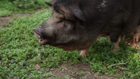 persona alimentando un regalo a un cerdo feliz.