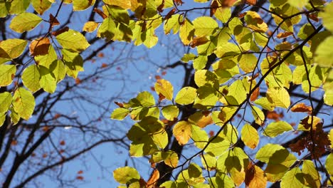 yellow leaves and blue sky against autumn dark branches, static shot