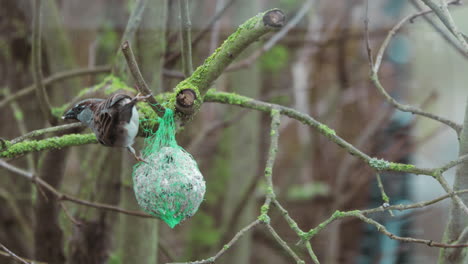 Ein-Spatz-Pflückt-Das-Essen-Von-Einem-Meissenknödel,-Der-An-Einem-Ast-Hängt