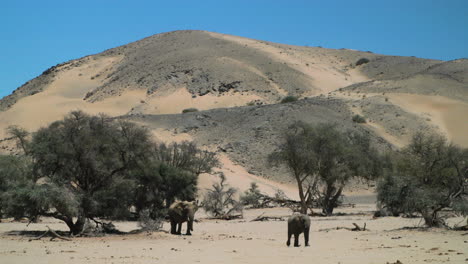 Dos-Elefantes-Adaptados-Al-Desierto-En-Un-Lecho-De-Río-Seco-Con-Dunas-Y-Cielo-Azul-En-Segundo-Plano