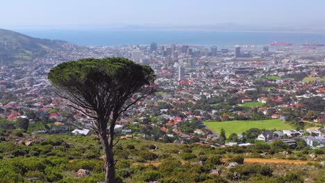 Antena-Sobre-El-Horizonte-Del-Centro-De-Ciudad-Del-Cabo,-Sudáfrica-Desde-La-Ladera-Con-Acacia-En-Primer-Plano-1