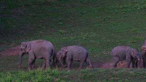 Auf-Dem-Weg-Aus-Der-Linken-Bildhälfte-Spritzen-Sie-Sich-Schlamm-Auf-Den-Rücken,-Nationalpark-Khao-Yai,-Indischer-Elefant-Elephas-Maximus-Indicus,-Thailand