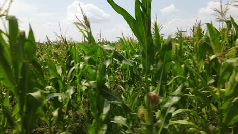 Primer-Plano-De-Las-Plantas-De-Maíz,-Tiro-De-Camiones