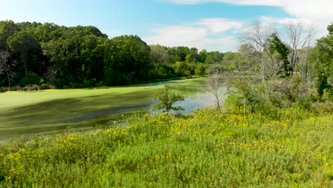 drone-side-low-flight-near-forest-lake-with-algae-and-wildflowers-4k