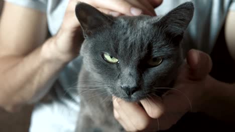 man caressing his cat