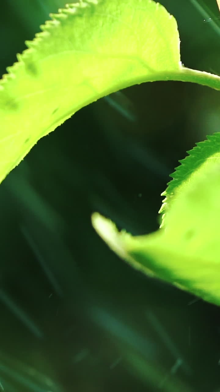 Rain Falling On Leaves. Water Drops on Leaf Surface. Vertical video