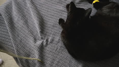 Cute-Domestic-Black-Cat-Lying-On-Grey-Blanket-Playing-With-Ball-And-Shoelaces