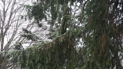 árbol-Que-Sopla-En-Una-Tormenta-De-Hielo.-Madre-Naturaleza