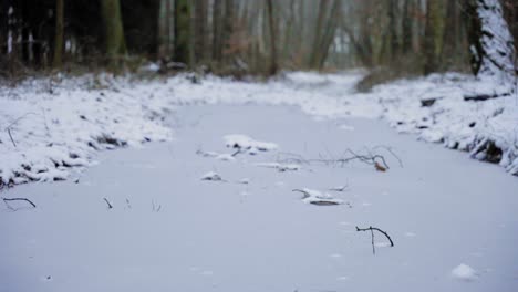 Bosque-De-Invierno,-Nieve-Y-Escarcha-En-Los-árboles,-Invierno